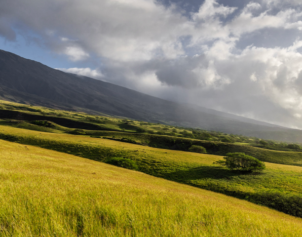 The Shank Success Guide – Maui Nui Venison