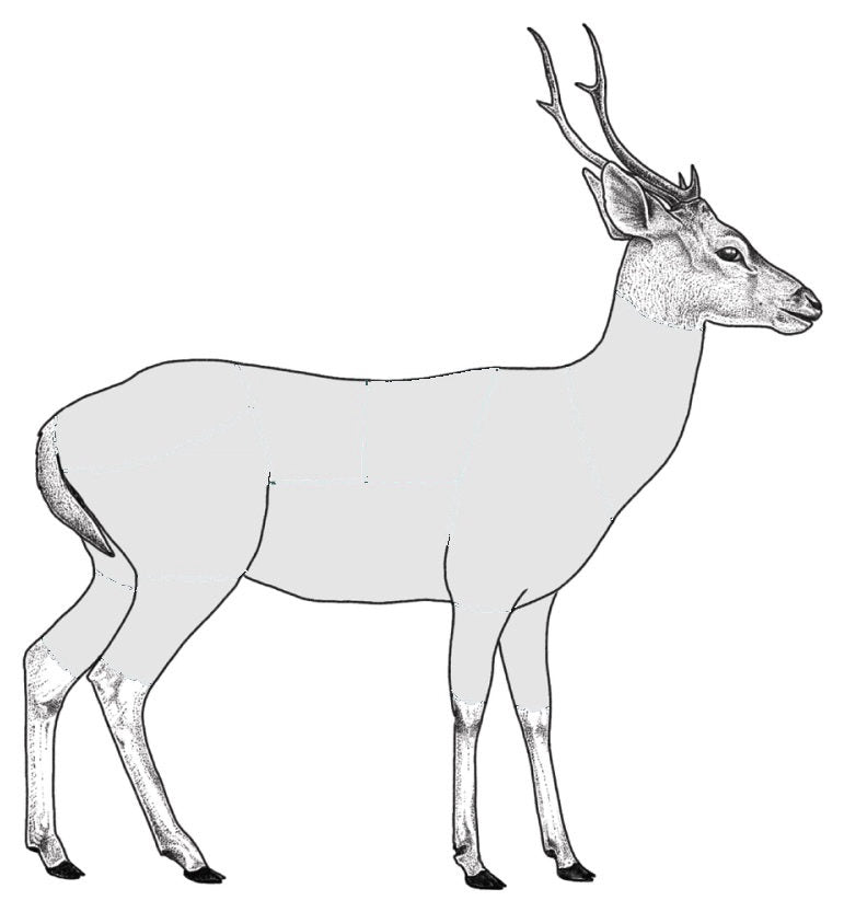 Diagram of an axis deer divided into sections A through I